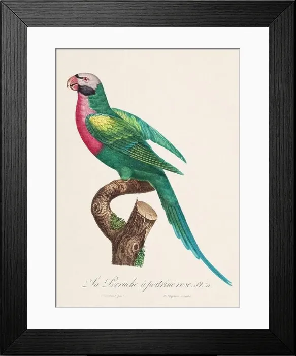 Framed Print : Vintage parrot illustration. Zoologically detailed French depiction (circa 1805) Framed Print : Vintage parrot illustration. Zoologically detailed French depiction (circa 1805)