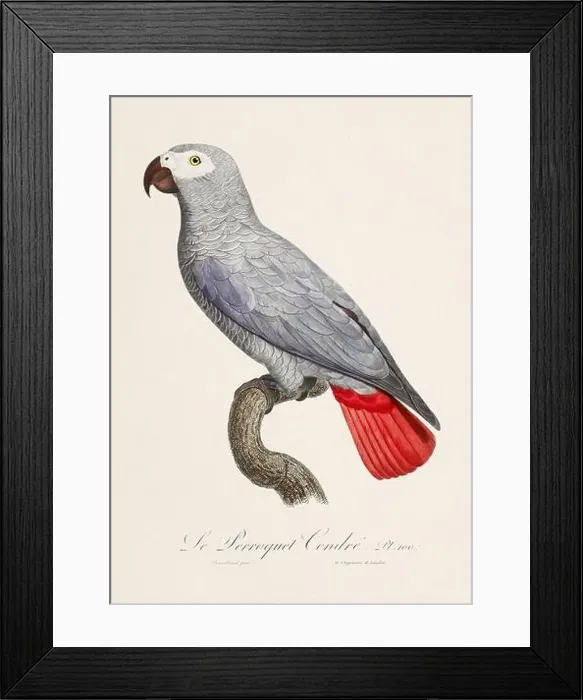 Framed Print : Vintage parrot illustration. Zoologically detailed French depiction (circa 1805)