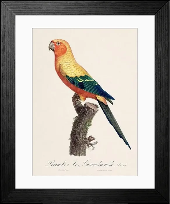 Framed Print : Vintage parrot illustration. Zoologically detailed French depiction (circa 1805) Framed Print : Vintage parrot illustration. Zoologically detailed French depiction (circa 1805)