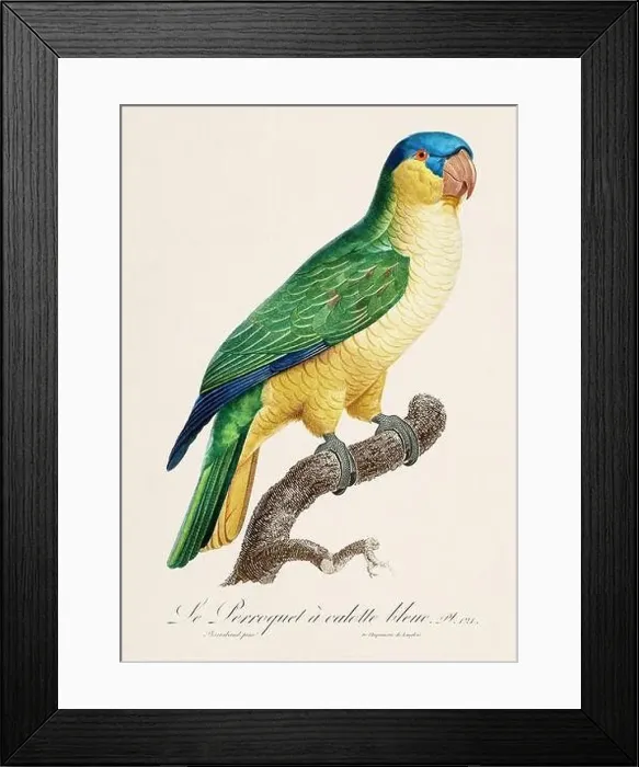 Framed Print : Vintage parrot illustration. Zoologically detailed French depiction (circa 1805) Framed Print : Vintage parrot illustration. Zoologically detailed French depiction (circa 1805)