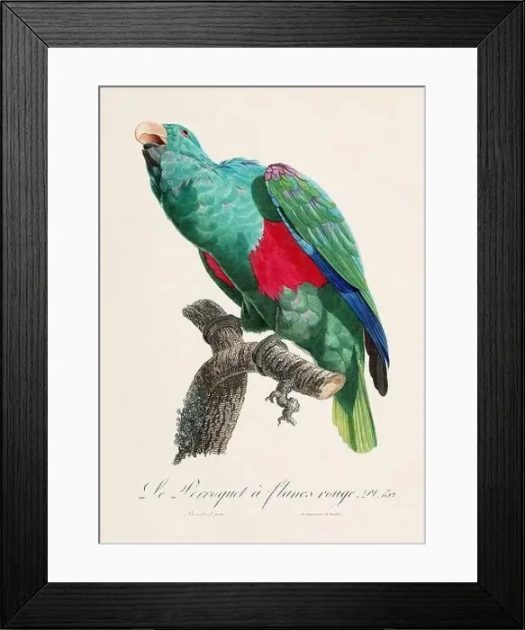 Framed Print : Vintage parrot illustration. Zoologically detailed French depiction (circa 1805) Framed Print : Vintage parrot illustration. Zoologically detailed French depiction (circa 1805)