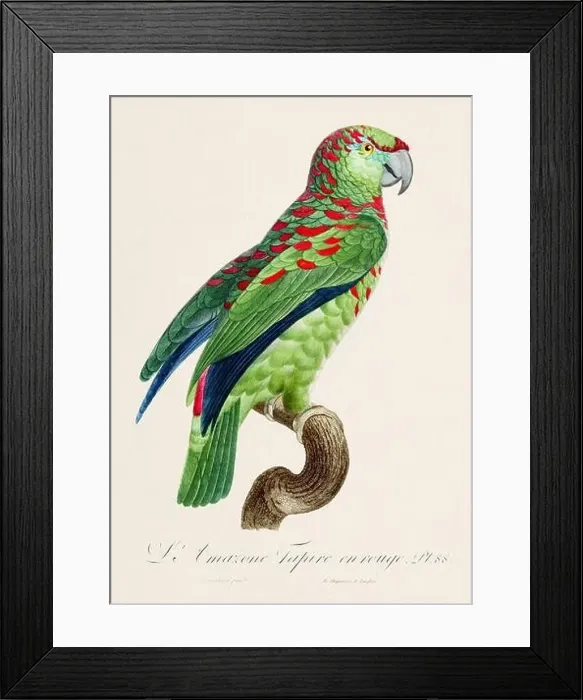 Framed Print : Vintage parrot illustration. Zoologically detailed French depiction (circa 1805) Framed Print : Vintage parrot illustration. Zoologically detailed French depiction (circa 1805)