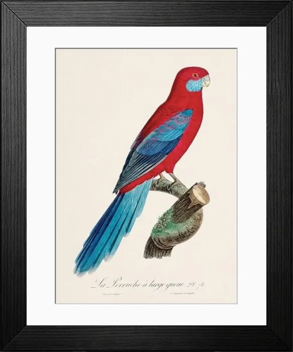 Framed Print : Vintage parrot illustration. Zoologically detailed French depiction (circa 1805) Framed Print : Vintage parrot illustration. Zoologically detailed French depiction (circa 1805)