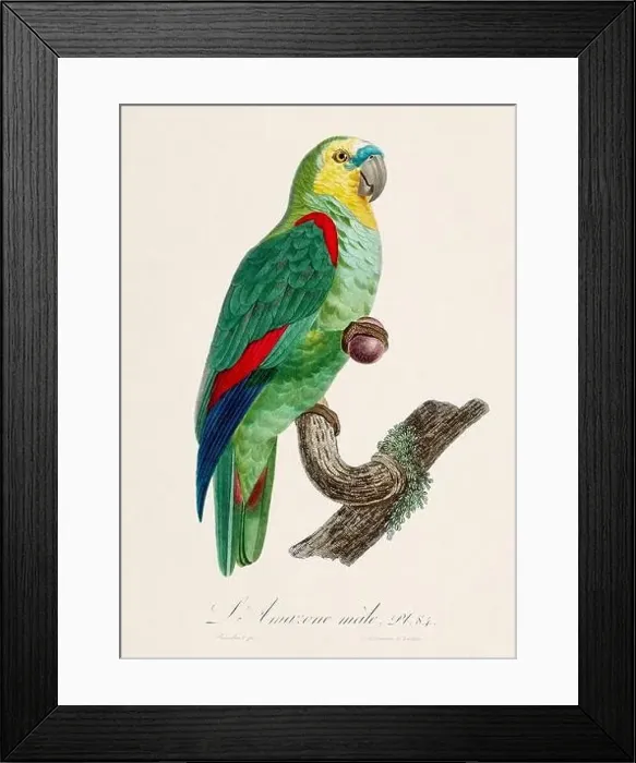 Framed Print : Vintage parrot illustration. Zoologically detailed French depiction (circa 1805) Framed Print : Vintage parrot illustration. Zoologically detailed French depiction (circa 1805)