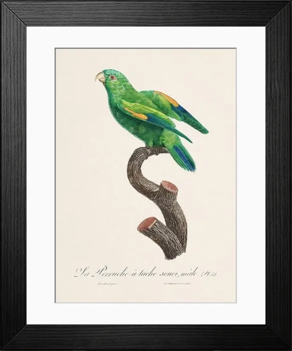 Framed Print : Vintage parrot illustration. Zoologically detailed French depiction (circa 1805) Framed Print : Vintage parrot illustration. Zoologically detailed French depiction (circa 1805)