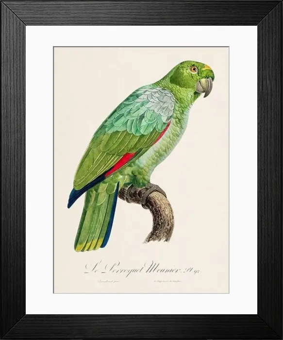 Framed Print : Vintage parrot illustration. Zoologically detailed French depiction (circa 1805) Framed Print : Vintage parrot illustration. Zoologically detailed French depiction (circa 1805)
