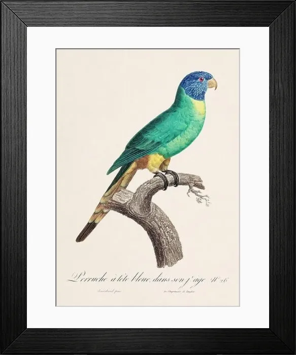 Framed Print : Vintage parrot illustration. Zoologically detailed French depiction (circa 1805) Framed Print : Vintage parrot illustration. Zoologically detailed French depiction (circa 1805)