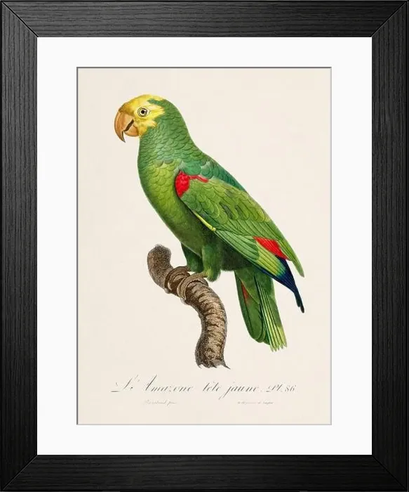 Framed Print : Vintage parrot illustration. Zoologically detailed French depiction (circa 1805) Framed Print : Vintage parrot illustration. Zoologically detailed French depiction (circa 1805)