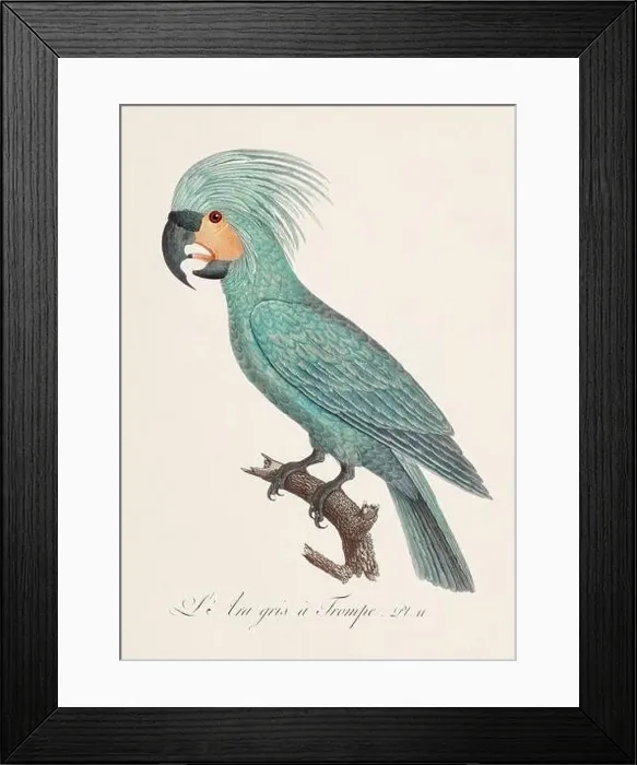 Framed Print : Vintage parrot illustration. Zoologically detailed French depiction (circa 1805) Framed Print : Vintage parrot illustration. Zoologically detailed French depiction (circa 1805)