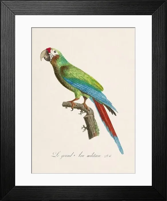 Framed Print : Vintage parrot illustration. Zoologically detailed French depiction (circa 1805) Framed Print : Vintage parrot illustration. Zoologically detailed French depiction (circa 1805)