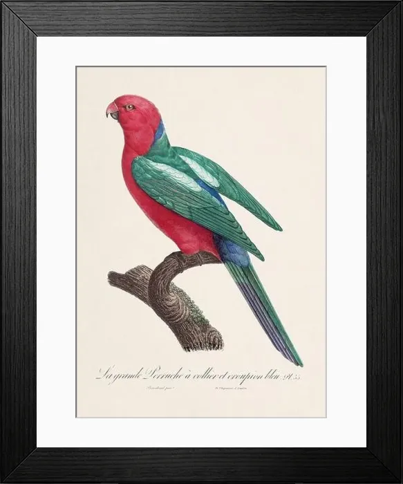 Framed Print : Vintage parrot illustration. Zoologically detailed French depiction (circa 1805) Framed Print : Vintage parrot illustration. Zoologically detailed French depiction (circa 1805)