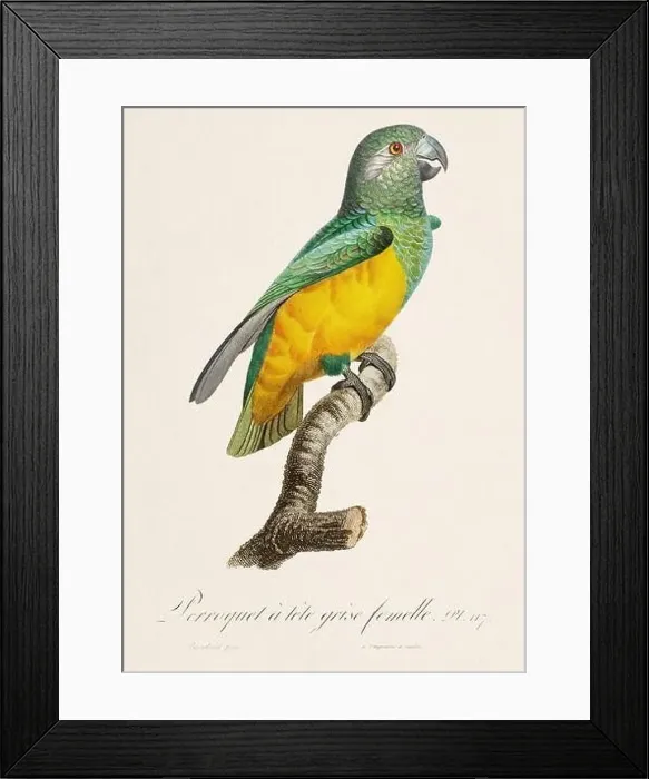 Framed Print : Vintage parrot illustration. Zoologically detailed French depiction (circa 1805) Framed Print : Vintage parrot illustration. Zoologically detailed French depiction (circa 1805)