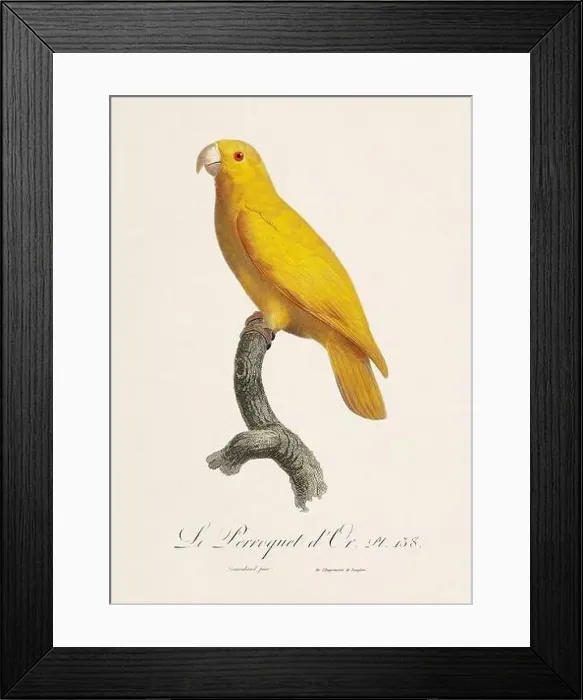 Framed Print : Vintage parrot illustration. Zoologically detailed French depiction (circa 1805) Framed Print : Vintage parrot illustration. Zoologically detailed French depiction (circa 1805)