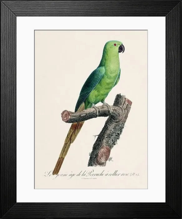 Framed Print : Vintage parrot illustration. Zoologically detailed French depiction (circa 1805) Framed Print : Vintage parrot illustration. Zoologically detailed French depiction (circa 1805)