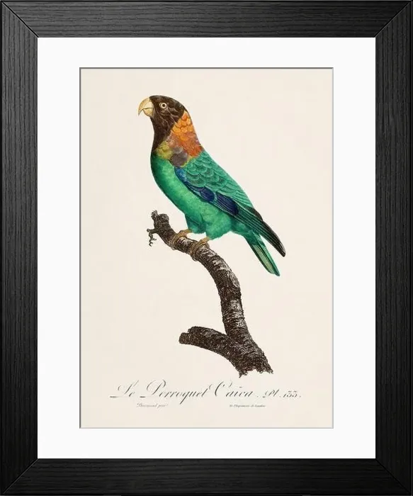 Framed Print : Vintage parrot illustration. Zoologically detailed French depiction (circa 1805) Framed Print : Vintage parrot illustration. Zoologically detailed French depiction (circa 1805)