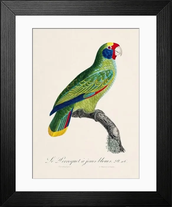 Framed Print : Vintage parrot illustration. Zoologically detailed French depiction (circa 1805) Framed Print : Vintage parrot illustration. Zoologically detailed French depiction (circa 1805)