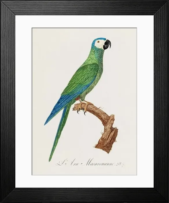 Framed Print : Vintage parrot illustration. Zoologically detailed French depiction (circa 1805) Framed Print : Vintage parrot illustration. Zoologically detailed French depiction (circa 1805)