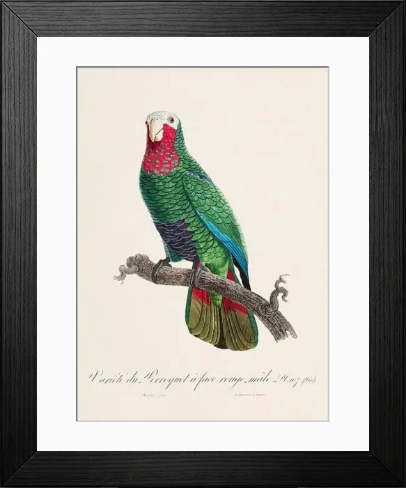 Framed Print : Vintage parrot illustration. Zoologically detailed French depiction (circa 1805) Framed Print : Vintage parrot illustration. Zoologically detailed French depiction (circa 1805)
