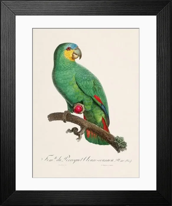 Framed Print : Vintage parrot illustration. Zoologically detailed French depiction (circa 1805) Framed Print : Vintage parrot illustration. Zoologically detailed French depiction (circa 1805)