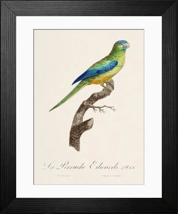 Framed Print : Vintage parrot illustration. Zoologically detailed French depiction (circa 1805) Framed Print : Vintage parrot illustration. Zoologically detailed French depiction (circa 1805)