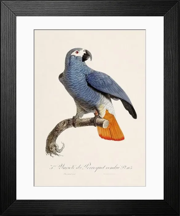 Framed Print : Vintage parrot illustration. Zoologically detailed French depiction (circa 1805) Framed Print : Vintage parrot illustration. Zoologically detailed French depiction (circa 1805)