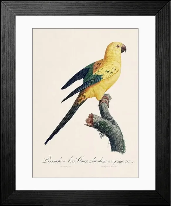 Framed Print : Vintage parrot illustration. Zoologically detailed French depiction (circa 1805) Framed Print : Vintage parrot illustration. Zoologically detailed French depiction (circa 1805)