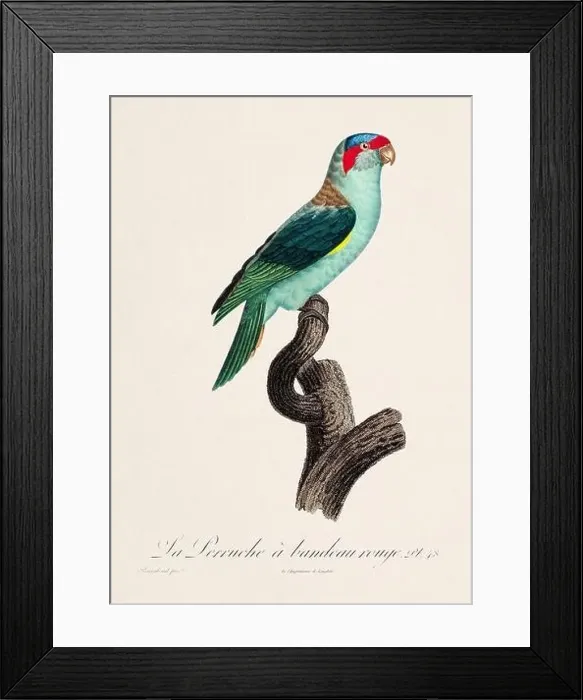 Framed Print : Vintage parrot illustration. Zoologically detailed French depiction (circa 1805) Framed Print : Vintage parrot illustration. Zoologically detailed French depiction (circa 1805)