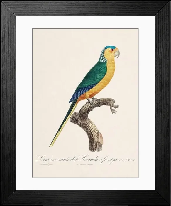 Framed Print : Vintage parrot illustration. Zoologically detailed French depiction (circa 1805) Framed Print : Vintage parrot illustration. Zoologically detailed French depiction (circa 1805)