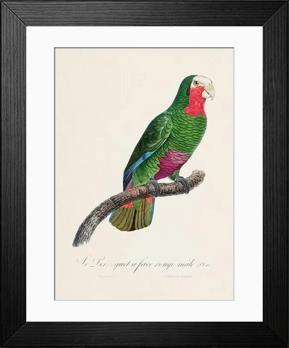 Framed Print : Vintage parrot illustration. Zoologically detailed French depiction (circa 1805) Framed Print : Vintage parrot illustration. Zoologically detailed French depiction (circa 1805)