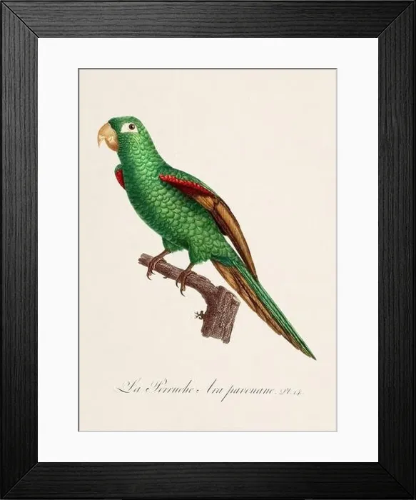 Framed Print : Vintage parrot illustration. Zoologically detailed French depiction (circa 1805) Framed Print : Vintage parrot illustration. Zoologically detailed French depiction (circa 1805)