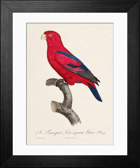 Framed Print : Vintage parrot illustration. Zoologically detailed French depiction (circa 1805) Framed Print : Vintage parrot illustration. Zoologically detailed French depiction (circa 1805)