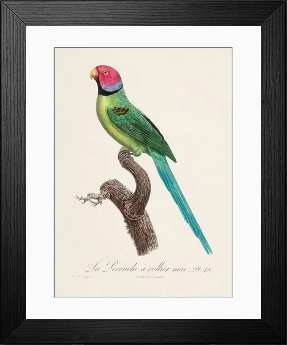 Framed Print : Vintage parrot illustration. Zoologically detailed French depiction (circa 1805) Framed Print : Vintage parrot illustration. Zoologically detailed French depiction (circa 1805)