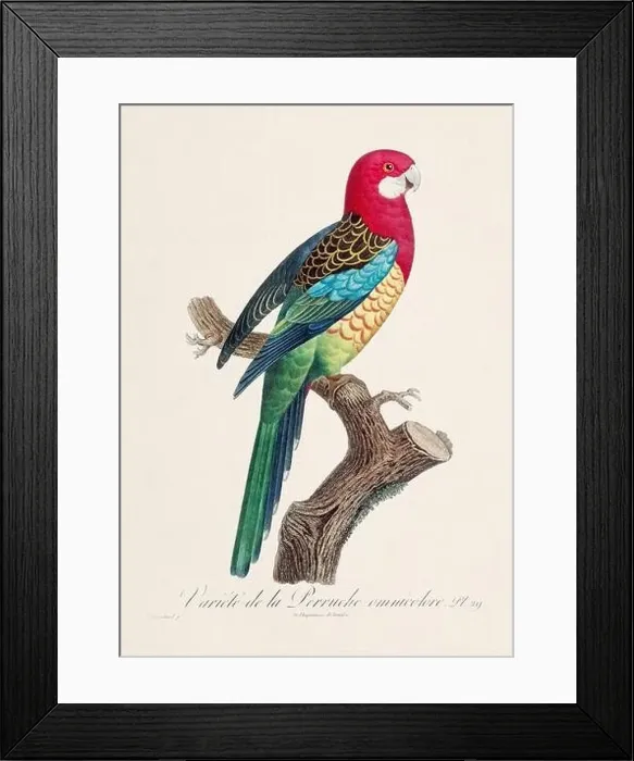Framed Print : Vintage parrot illustration. Zoologically detailed French depiction (circa 1805) Framed Print : Vintage parrot illustration. Zoologically detailed French depiction (circa 1805)