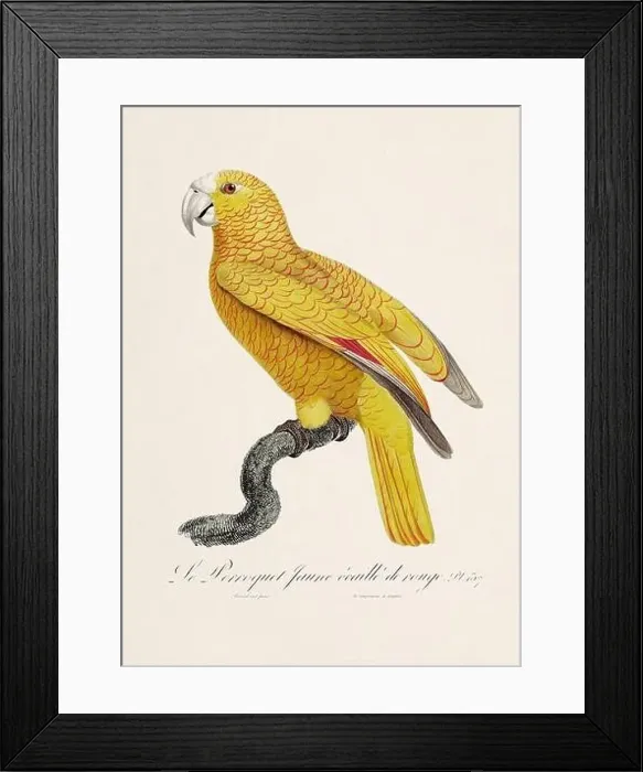 Framed Print : Vintage parrot illustration. Zoologically detailed French depiction (circa 1805) Framed Print : Vintage parrot illustration. Zoologically detailed French depiction (circa 1805)