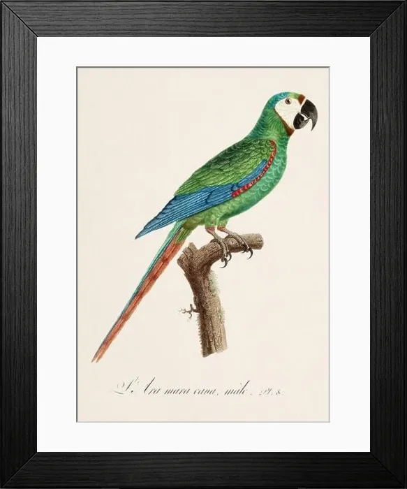 Framed Print : Vintage parrot illustration. Zoologically detailed French depiction (circa 1805) Framed Print : Vintage parrot illustration. Zoologically detailed French depiction (circa 1805)
