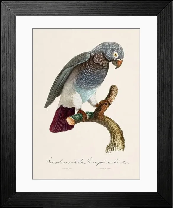 Framed Print : Vintage parrot illustration. Zoologically detailed French depiction (circa 1805) Framed Print : Vintage parrot illustration. Zoologically detailed French depiction (circa 1805)
