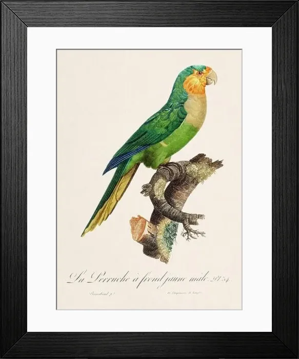 Framed Print : Vintage parrot illustration. Zoologically detailed French depiction (circa 1805) Framed Print : Vintage parrot illustration. Zoologically detailed French depiction (circa 1805)