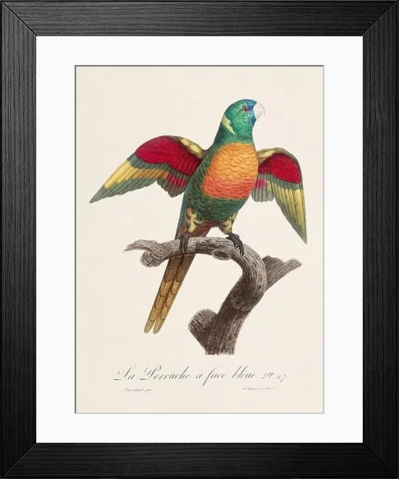 Framed Print : Vintage parrot illustration. Zoologically detailed French depiction (circa 1805) Framed Print : Vintage parrot illustration. Zoologically detailed French depiction (circa 1805)