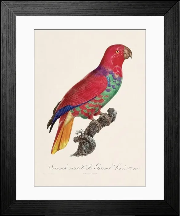Framed Print : Vintage parrot illustration. Zoologically detailed French depiction (circa 1805) Framed Print : Vintage parrot illustration. Zoologically detailed French depiction (circa 1805)