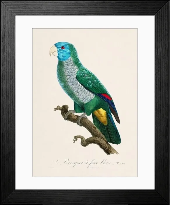 Framed Print : Vintage parrot illustration. Zoologically detailed French depiction (circa 1805) Framed Print : Vintage parrot illustration. Zoologically detailed French depiction (circa 1805)