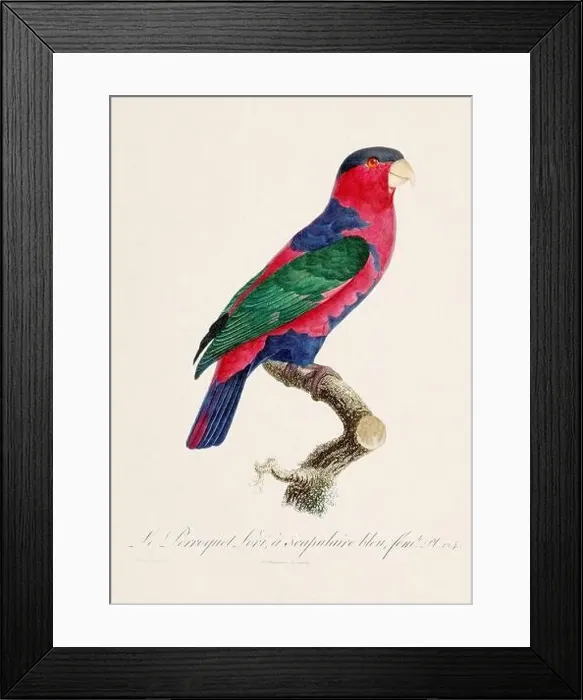 Framed Print : Vintage parrot illustration. Zoologically detailed French depiction (circa 1805) Framed Print : Vintage parrot illustration. Zoologically detailed French depiction (circa 1805)