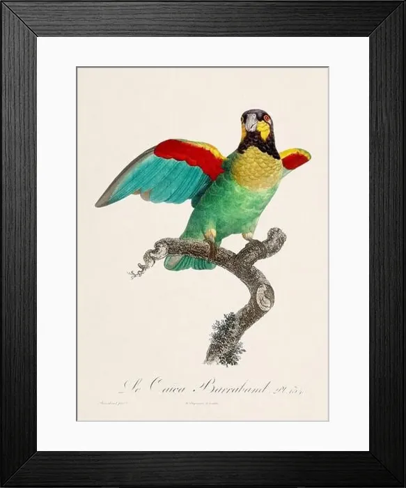Framed Print : Vintage parrot illustration. Zoologically detailed French depiction (circa 1805) Framed Print : Vintage parrot illustration. Zoologically detailed French depiction (circa 1805)