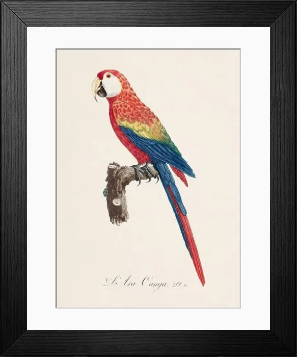 Framed Print : Vintage parrot illustration. Zoologically detailed French depiction (circa 1805) Framed Print : Vintage parrot illustration. Zoologically detailed French depiction (circa 1805)