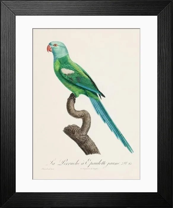 Framed Print : Vintage parrot illustration. Zoologically detailed French depiction (circa 1805) Framed Print : Vintage parrot illustration. Zoologically detailed French depiction (circa 1805)