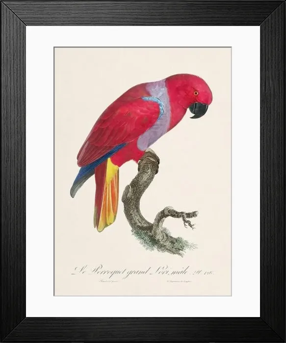 Framed Print : Vintage parrot illustration. Zoologically detailed French depiction (circa 1805) Framed Print : Vintage parrot illustration. Zoologically detailed French depiction (circa 1805)