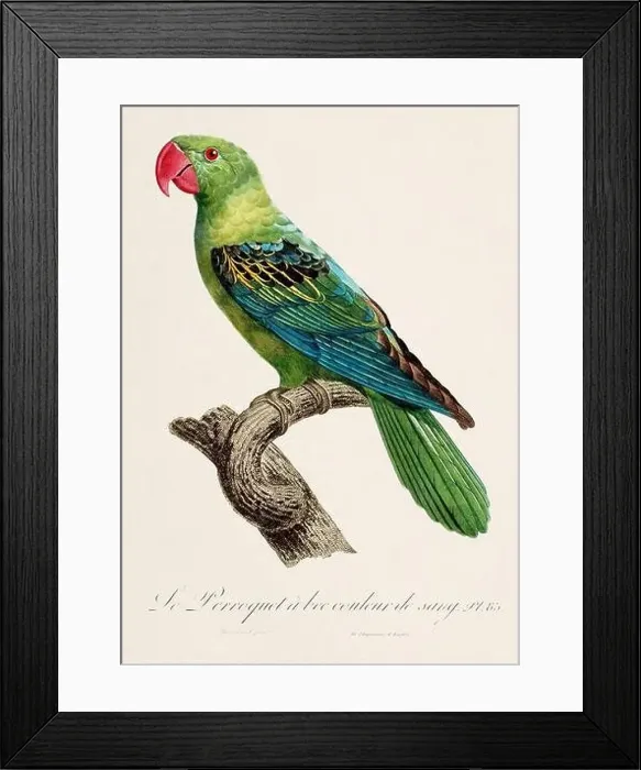 Framed Print : Vintage parrot illustration. Zoologically detailed French depiction (circa 1805) Framed Print : Vintage parrot illustration. Zoologically detailed French depiction (circa 1805)