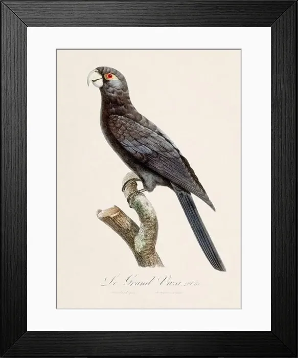 Framed Print : Vintage parrot illustration. Zoologically detailed French depiction (circa 1805) Framed Print : Vintage parrot illustration. Zoologically detailed French depiction (circa 1805)
