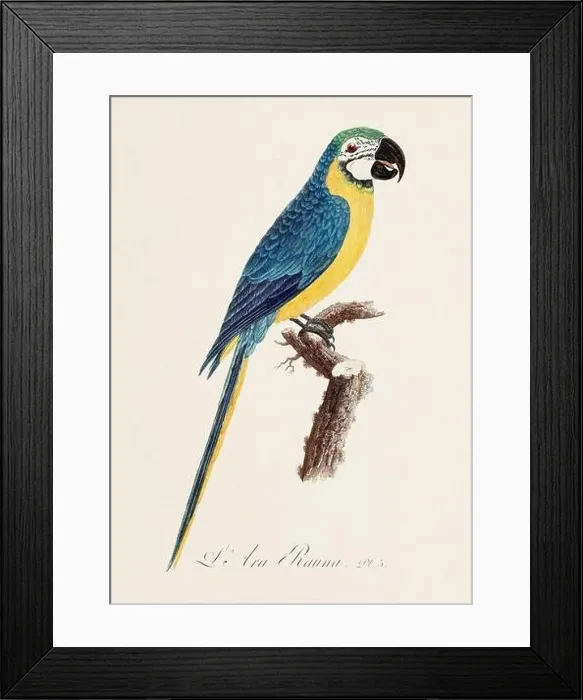Framed Print : Vintage parrot illustration. Zoologically detailed French depiction (circa 1805) Framed Print : Vintage parrot illustration. Zoologically detailed French depiction (circa 1805)