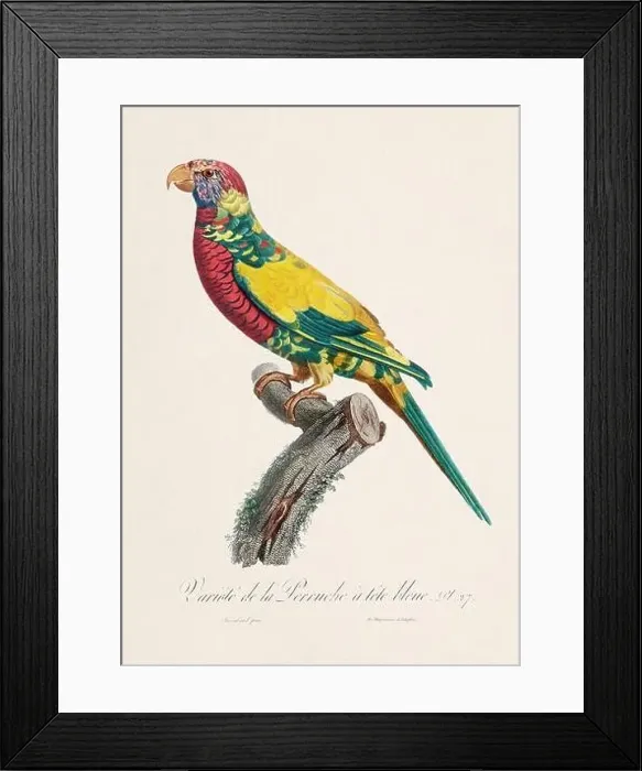 Framed Print : Vintage parrot illustration. Zoologically detailed French depiction (circa 1805) Framed Print : Vintage parrot illustration. Zoologically detailed French depiction (circa 1805)