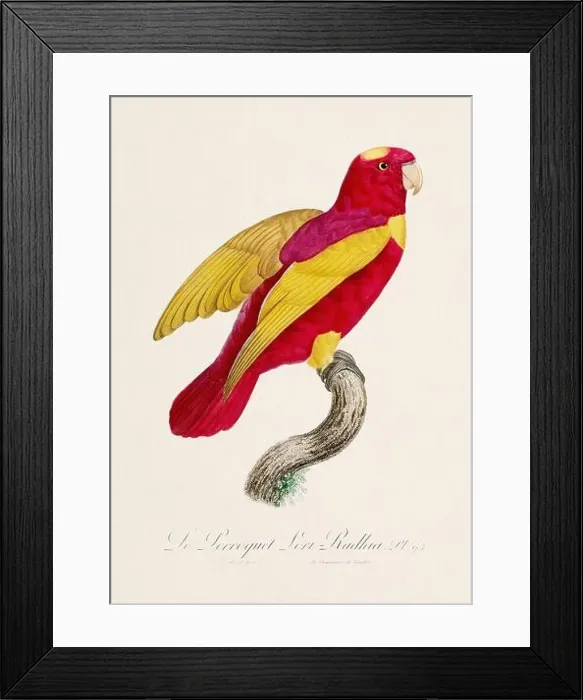 Framed Print : Vintage parrot illustration. Zoologically detailed French depiction (circa 1805) Framed Print : Vintage parrot illustration. Zoologically detailed French depiction (circa 1805)